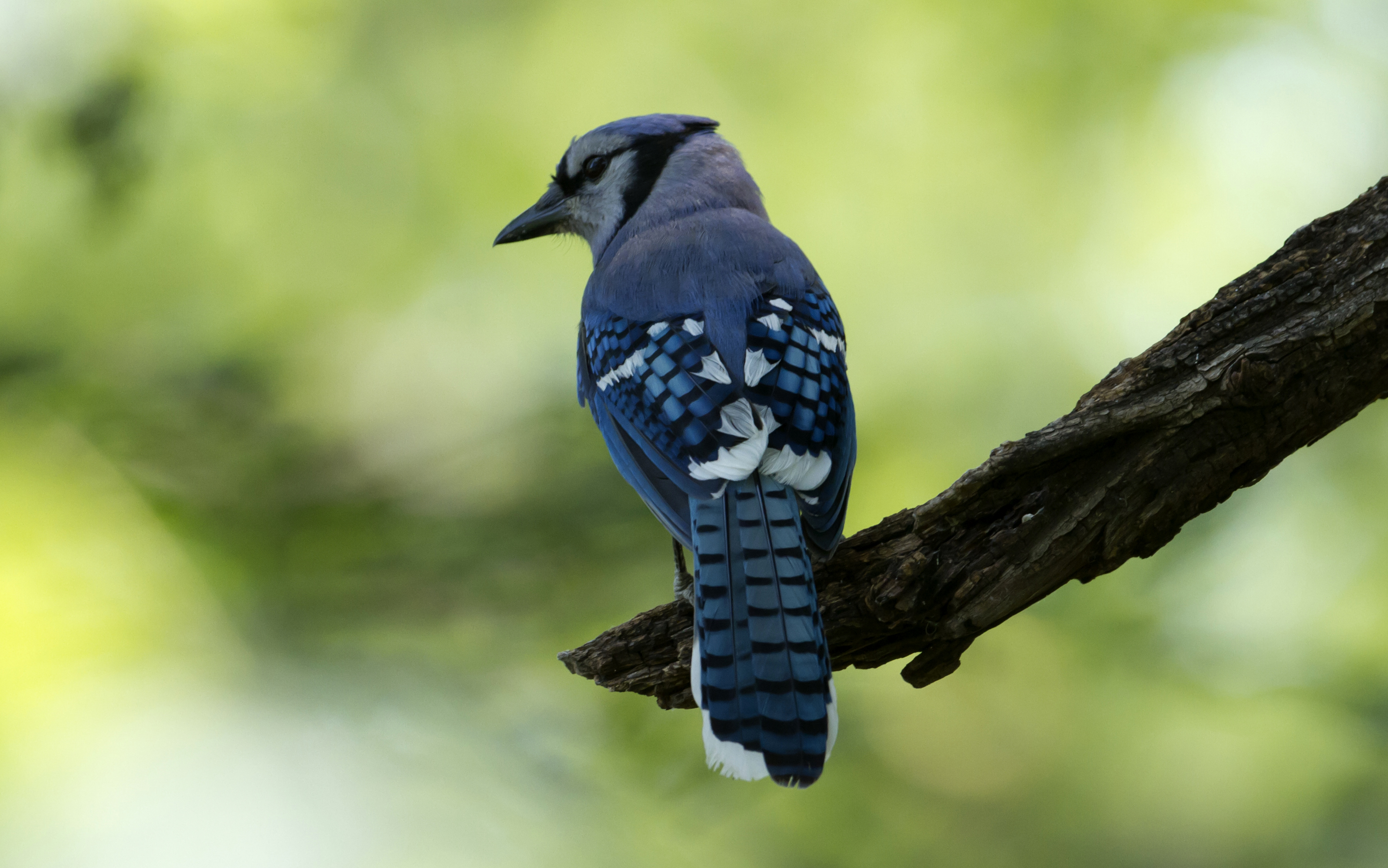 blue jay | Hearth Moon Rising