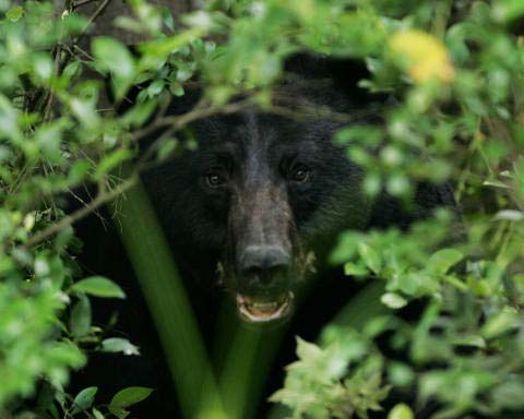 bear in bushes