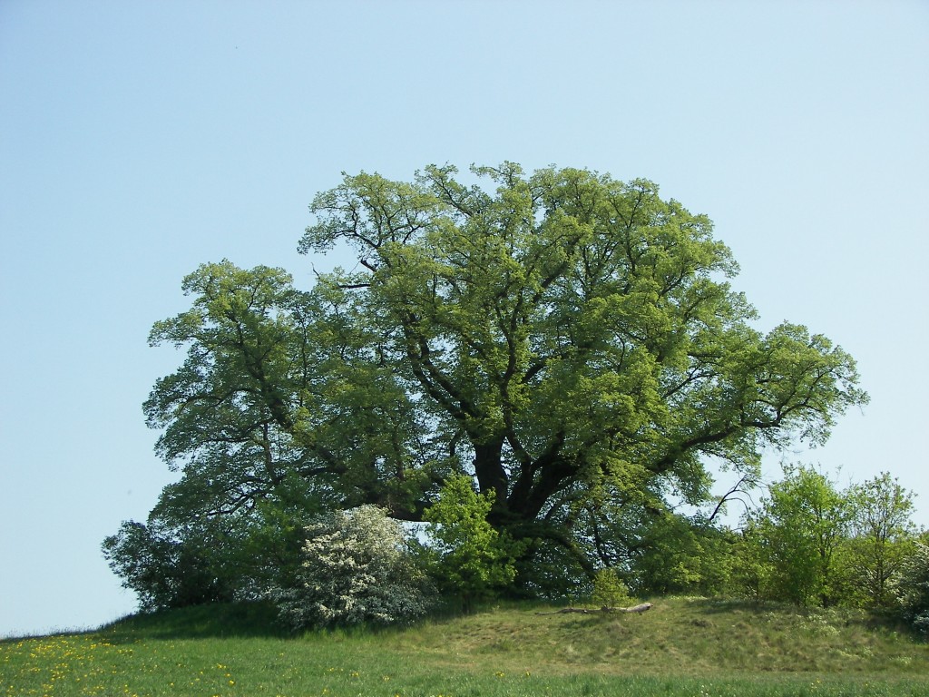 Arbol tilo fotos