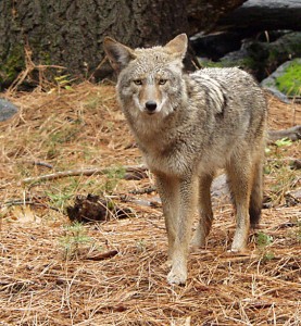 Eastern Coyote. Photo by Christopher Bruno.