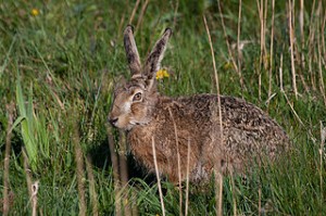 Brown Hare. Photo Adam Kumiszcza.