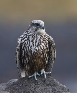 Gyrfalcon. Plumage ranges from dark gray to brown to white and varies greatly. Photo by Omar Runolfsson.
