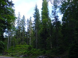Norway Spruce forest. The English word "fir" and its equivalents in other Germanic languages refers to an evergreen tree with needles, although in biological taxonomy that definition has changed. Photo by Kristaga. 