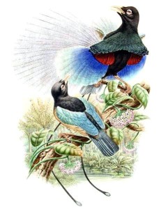 Blue Bird of Paradise, drawing by Richard Bowdler Sharpe