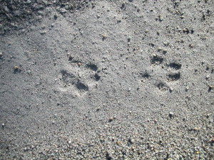 Gray fox tracks.