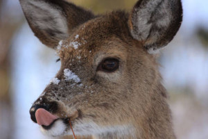 Deer_in_Snow