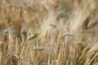 Barley field. Photo Daniel Schwen.