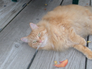 orangecat