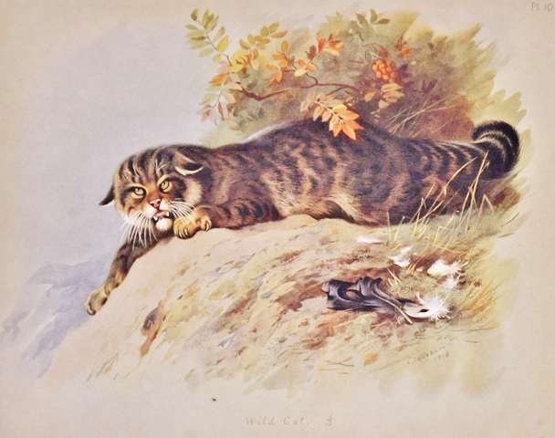 Wildcat illustration by A. Thorburn.