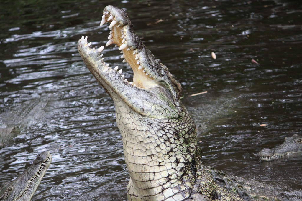 "Goddess, I'm beautiful!" Nile crocodile photo by Stuart Burns.