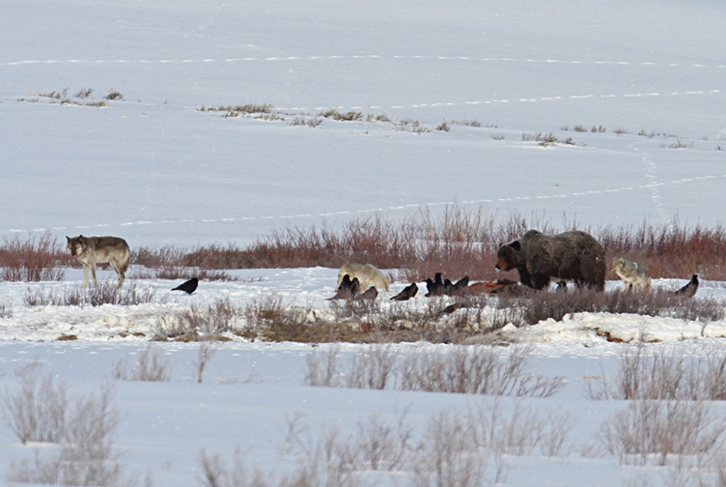  Wolf, ravens, coyotes and grizzly bear on a carcass on Swan Lake Flat, Yellowstone National Park. Photo: Jim Peaco/US National Park Service