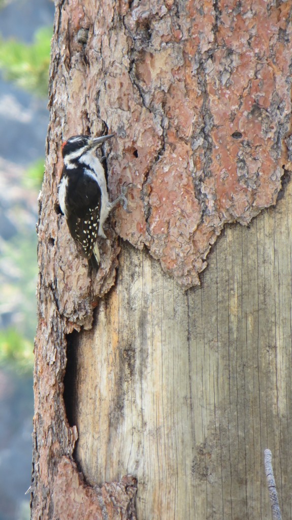 Hairy Woodpecker. Photo: Doug Knuth.