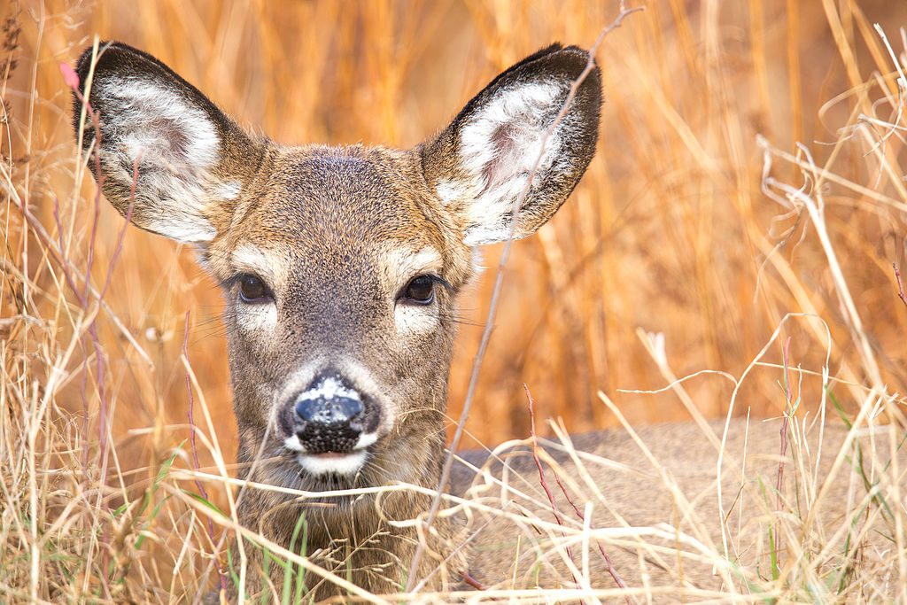 Zombie deer