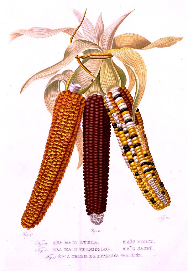 corn